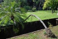 Resilient coconut tree