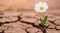 Resilient daisy blooming through cracked earth symbolizing strength and hope in adversity Royalty Free Stock Photo