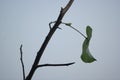 The Resilient Essence: Exploring the Intricate Details of Tree Bark Up Close