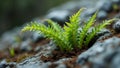 Resilient fern growing on rocky mountain face Royalty Free Stock Photo