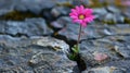 Resilient flower blooming amidst rocky moss and stones, AI-generated. Royalty Free Stock Photo
