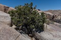 Resilient juniper tree growing from a rock crevice at the Joshua Tree National Park, California