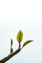 Resilient leaf growing on tree branch