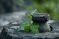 Resilient plant growth in a rocky environment