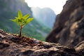 a resilient plant sprouting from a rugged mountain cliff