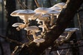 Resilient Polypore fungi tree. Generate Ai