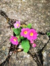 Resilient primula growing through concrete