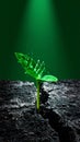 Resilient Seedling Breaking Through Cracked Soil Royalty Free Stock Photo