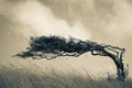 A resilient tree bends in the wind Royalty Free Stock Photo