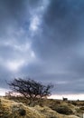 Resilient Tree and engine house, Bodmin Moor, Cornwall Royalty Free Stock Photo