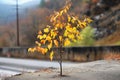 resilient tree species with fresh leaves post-fire