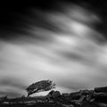 Resilient tree on Bodmin Moor, Cornwall