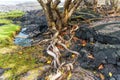 Resilient Trees of Hawaii\'s Volcanic Coastline