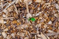 Resilient vine weed popping out of weed control mulch made of wood chips ground cover