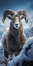 The Resilient Wild Sheep in the snow mountain