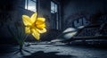 Resilient yellow daffodil blooms in a desolate, graffiti-covered abandoned building Royalty Free Stock Photo