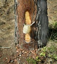 resin collecting pot on pine tree 2 Royalty Free Stock Photo