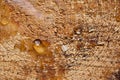 Resin on cut pine tree Royalty Free Stock Photo