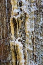 Resin dripping from a pine tree