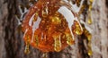 Resin Dripping from Tree Trunk Closeup Royalty Free Stock Photo