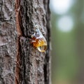 Resin drips from the rough bark of a tree, creating a glossy, Royalty Free Stock Photo