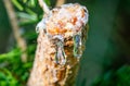 Resin drips from a tree