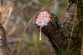 Resin drop hanging from cut pine branch Royalty Free Stock Photo