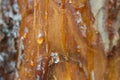 Resin drop on pine tree trunk