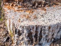 Resin emerges from tree stump after precipitation
