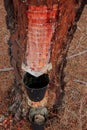 Resin extraction in the spanish Hoces del Rio DuratÃÂ³n National Park Royalty Free Stock Photo