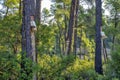 Resin extraction of pine tree Royalty Free Stock Photo