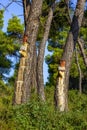 Resin extraction of pine tree Royalty Free Stock Photo