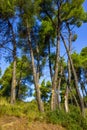 Resin extraction of pine tree Royalty Free Stock Photo