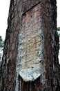 Resin extraction pine tree scar