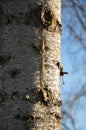 Resin extruding from a wound in a tree trunk Royalty Free Stock Photo