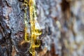 resin flowing down the pine tree trunk, resin on the bark. transparent amber resin Royalty Free Stock Photo