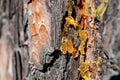 Resin flowing on wood, orange fresh resin Royalty Free Stock Photo