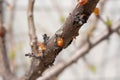 Resin flows from the branches of stone fruit. Gum detection in apricot. Royalty Free Stock Photo