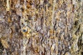 Resin flows from a damaged tree fresh drops Royalty Free Stock Photo
