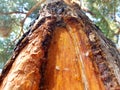 Resin flows down the trunk of a pine tree Royalty Free Stock Photo