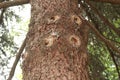 Resin flows down the trunk of a pine tree in spring Royalty Free Stock Photo