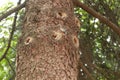 Resin flows down the trunk of a pine tree in spring Royalty Free Stock Photo