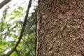 Resin flows down the trunk of a pine tree in spring Royalty Free Stock Photo