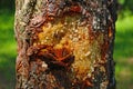 Resin flows down the trunk of the tree. Used in medicine and cosmetology Royalty Free Stock Photo