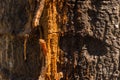 Resin flows out of the tree. Royalty Free Stock Photo