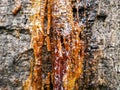Resin flows out of the tree. Royalty Free Stock Photo