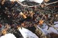 Resin on old apricot tree in snow. Royalty Free Stock Photo