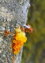 Resin oozing from tree