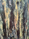 Resin. pillar old wood texture Royalty Free Stock Photo