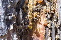 Resin on a pine tree, a drop of resin orange Royalty Free Stock Photo